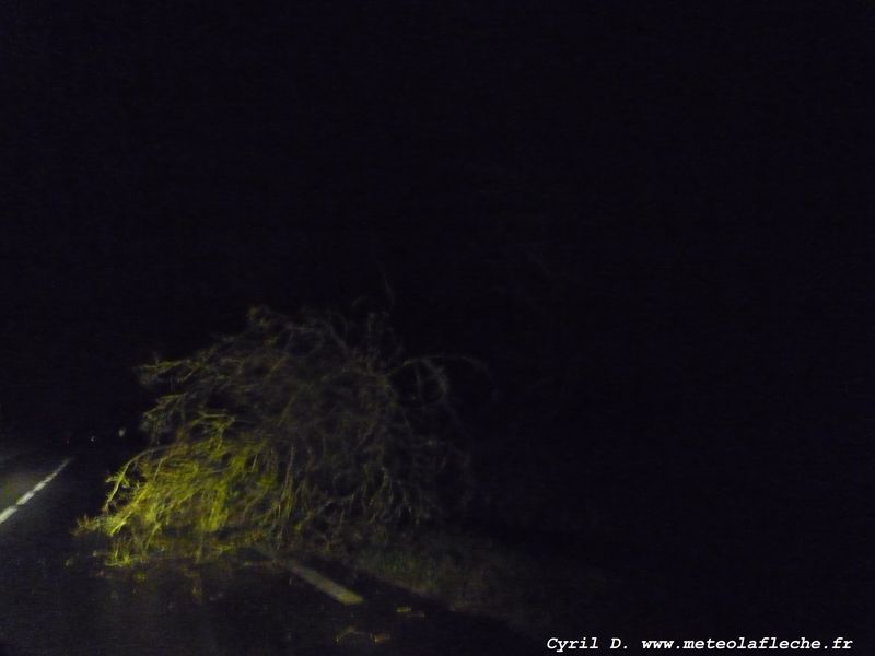 arbre  terre entre Bouaye et Saint Aignan de Grand Lieu